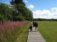 Der Weg Ins Moor Bild 012